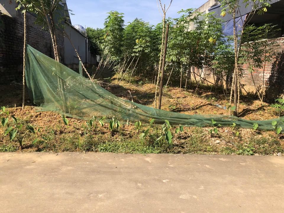 Đất nền Hoàng Cương Thanh Ba 240m² giá 500 triệu - Sổ đỏ chính chủ