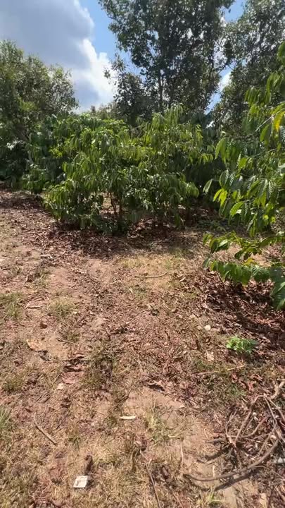 Bán đất 1.7ha Sổ đỏ chính chủ - Làng La, Chư Prông, Gia Lai