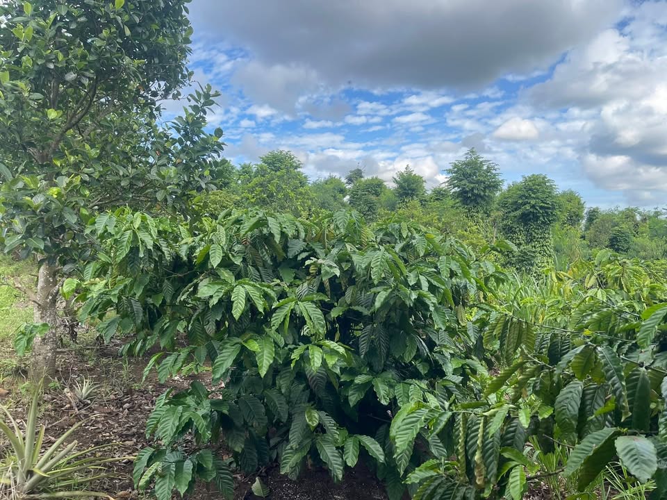 Đất Rẫy Long Sơn, Đắk Mil 6000m² giá 450 triệu - Sổ Hồng Rõ Ràng!