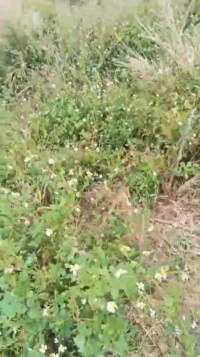 Đất nền Ia Le, Chư Pưh 6300m² - Sổ đỏ chính chủ, giá 700 triệu