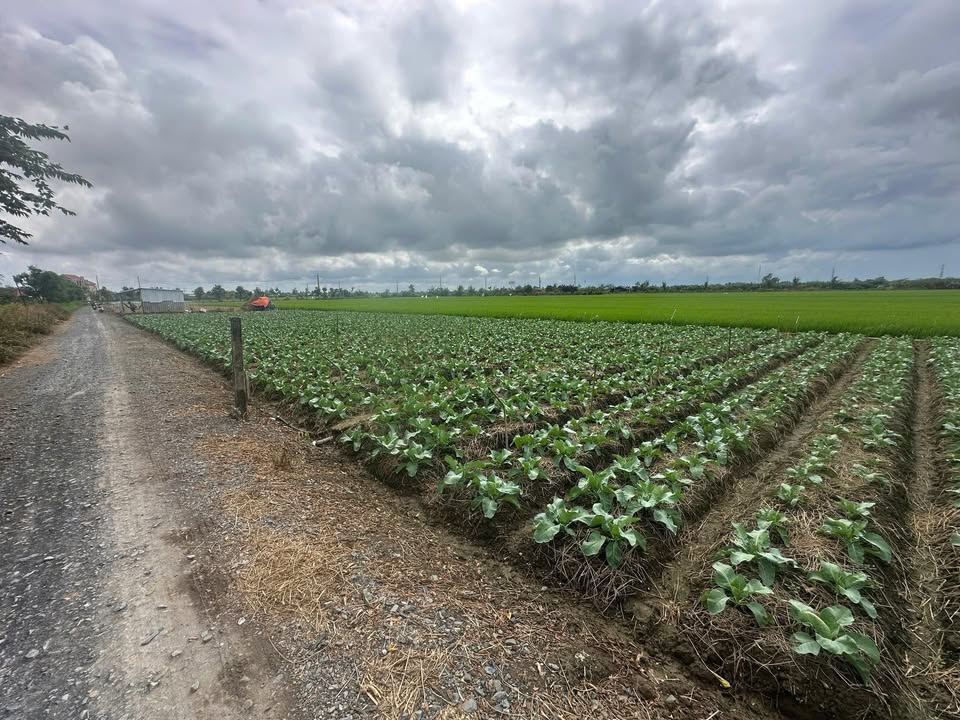 Bán Đất Gò Công Tây 180m² Sổ Đỏ - Giá 290 Triệu Chính Chủ