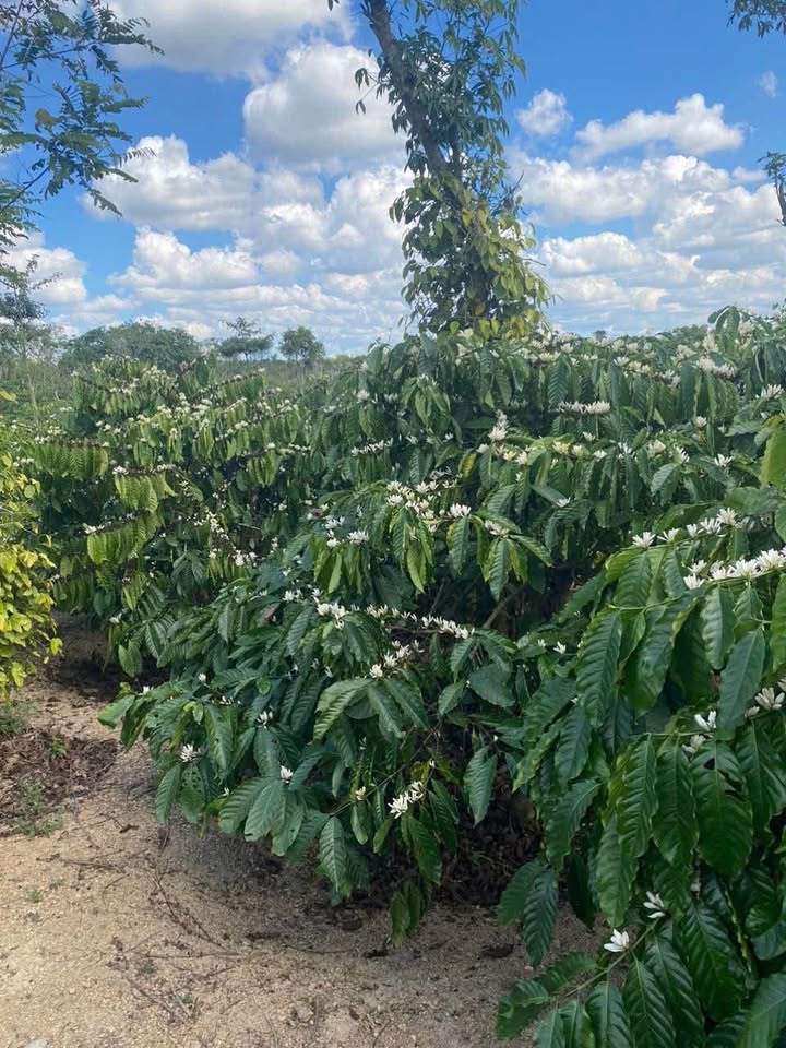 Đất vườn Nhà Bè 10.000m² - Nghỉ dưỡng lý tưởng!