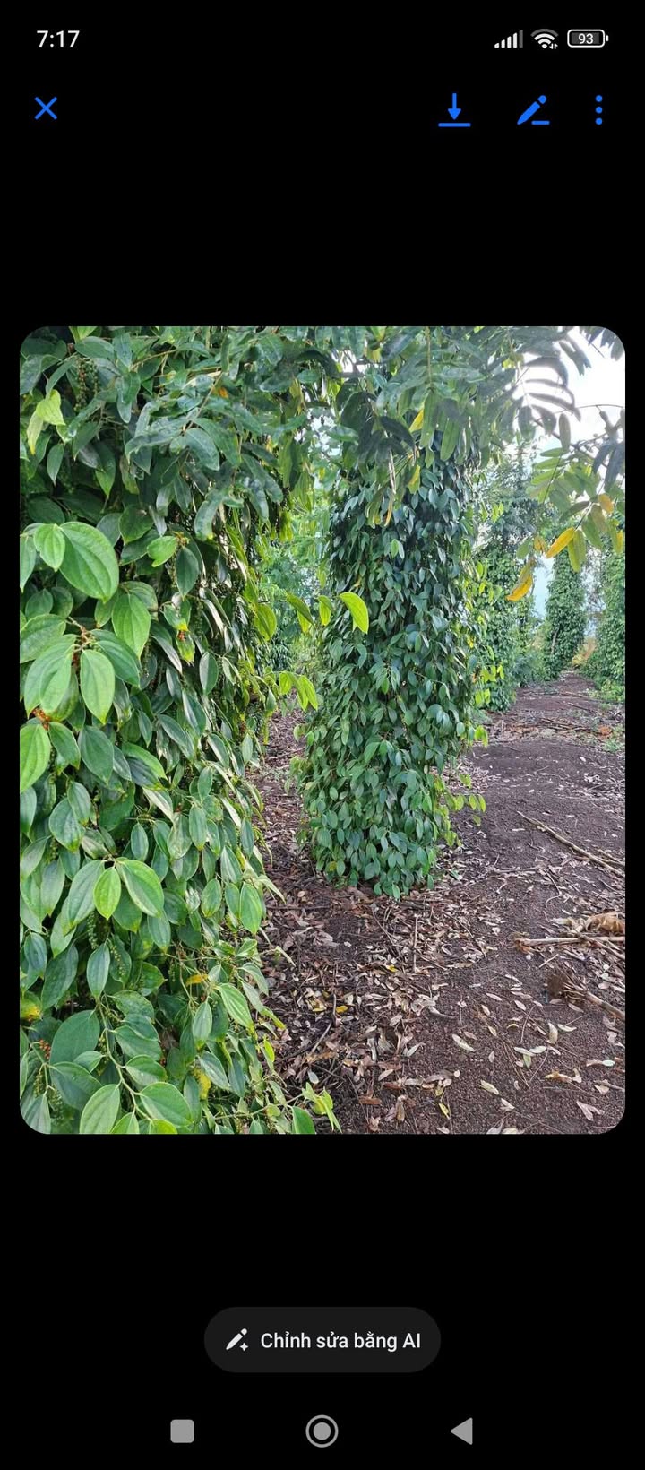 Bán gấp 4000m² đất sỏi đỏ Quảng Hiệp, Đắk Lắk - Giá 600 triệu