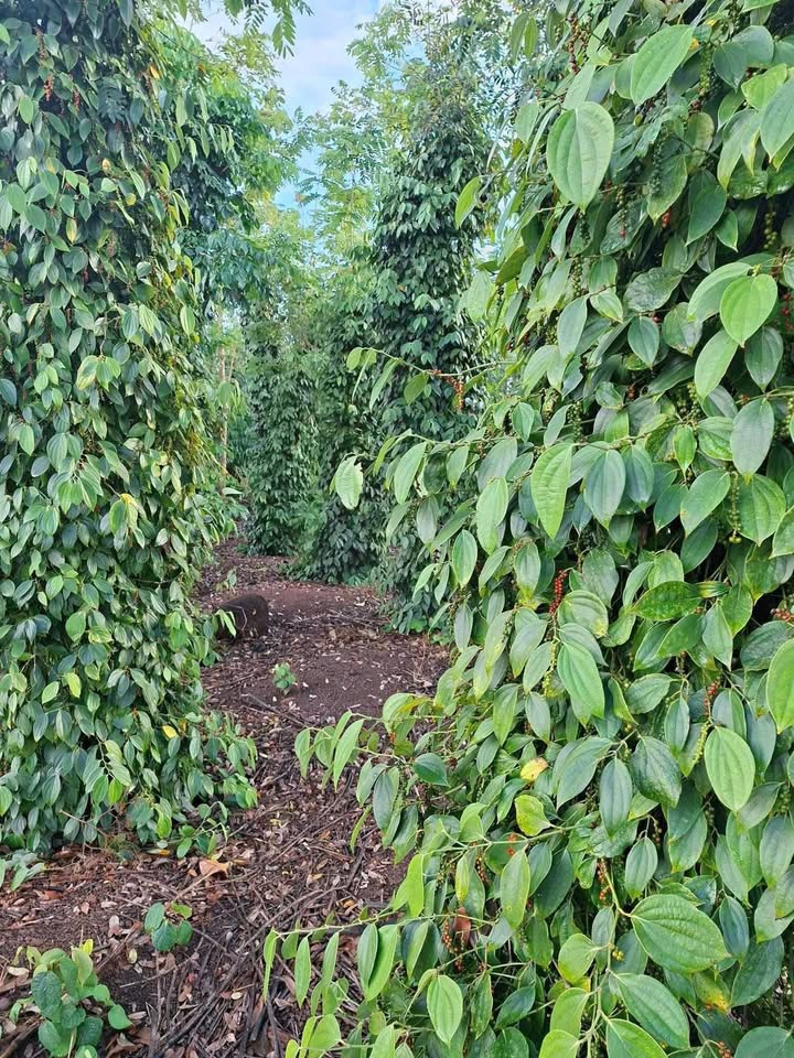 Đất Vườn Đắk Lắk 14400m² Giá Tốt - Sổ Hồng Sẵn Sàng