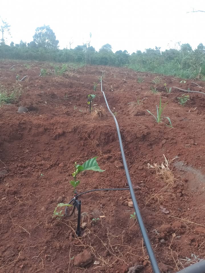 Đất nền Buôn Drang Ea H'đinh 1008m² - Sổ đỏ chính chủ