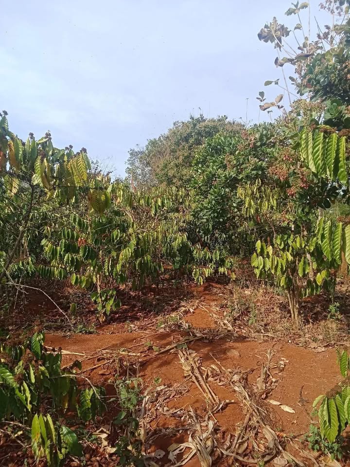 Bán Gấp Đất Farm Ea Kiết 720m² - Sổ Đỏ, Giá 350 Triệu