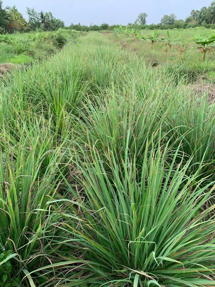 Đất Thạnh Hòa Bến Lức 10.000m² giá 3.7 tỷ - Đầu tư sinh lời cao!