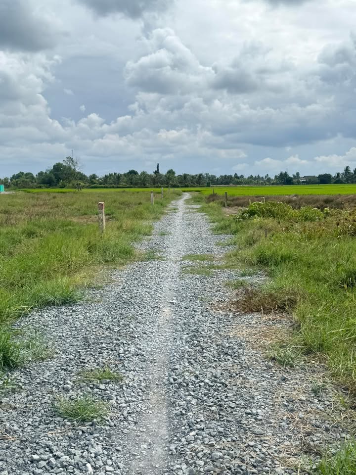 Đất lúa Quê Mỹ Thạnh 1000m² giá 600 triệu - Sinh thái xanh, đầu tư tiềm năng!