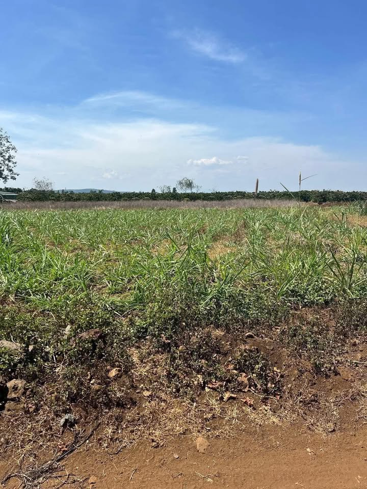 Đất nền Tân Hội, Đức Trọng 720m² giá 1.2 tỷ - Tiềm năng tăng giá!