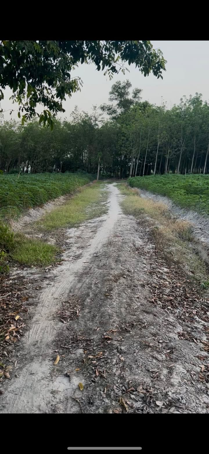 Đất Vườn Xã Mỏ Công 25000m² - Giá Đầu Tư Tốt!