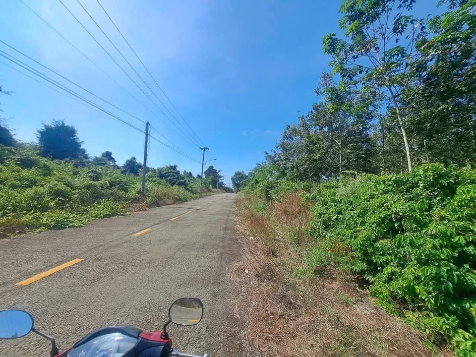 Đất Vườn Phước Hoà, Phú Giáo 5.2ha - Giá Tốt, Mặt Tiền Đường Nhựa