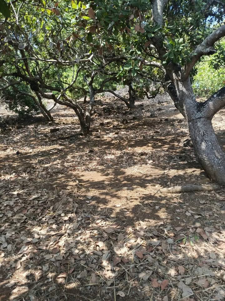 Bán Gấp 10000m² Đất Vườn Tân Lợi, Đồng Phú - Mặt Tiền Rộng, Giá Đầu Tư 1.45 Tỷ