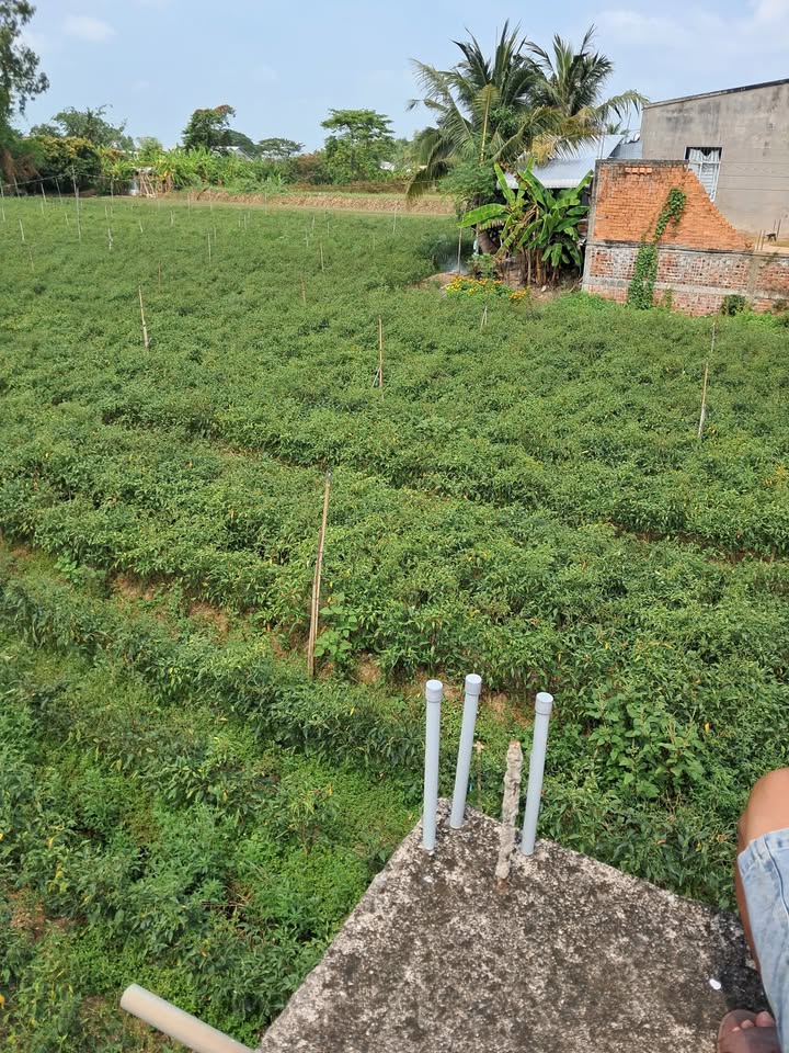 Bán Đất Mặt Tiền QL30 Tam Nông 1602m² Giá 3.2 Tỷ - Sổ Đỏ Chính Chủ