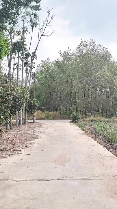 Đất nền Chơn Thành Bình Phước 2000m² - Đường to ô tô