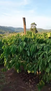 Đất nền Thuận An Đắk Mil 34200m² - Tiềm năng tăng giá vượt trội!