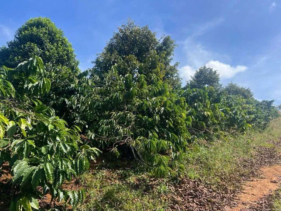 Đất nền Thôn 3 Đắk Nia 20000m² giá 4.6 tỷ - Sổ đỏ chính chủ!