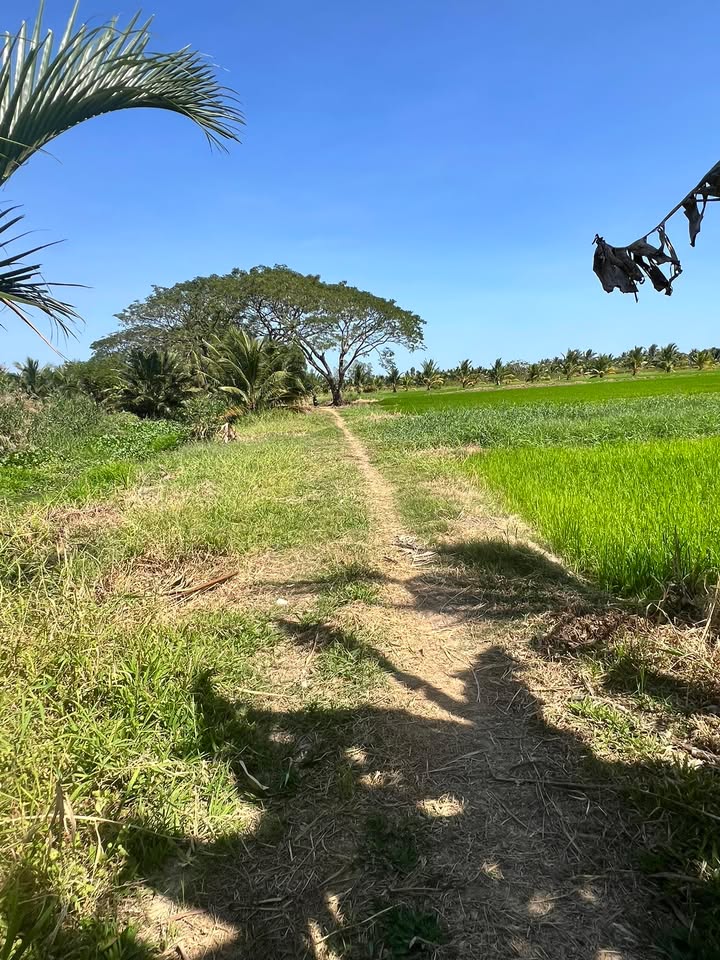 Bán Đất Ruộng 4500m² Xã Mỹ Hòa, Ba Tri - Sổ Đỏ Rõ Ràng, Giá Tốt