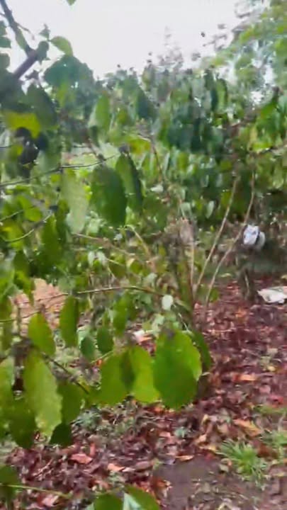 Bán Gấp Đất Rộng Hơn 10.000m² Tại Bảo Lâm - Sổ Giấy Tay, Giá 1.75 Tỷ