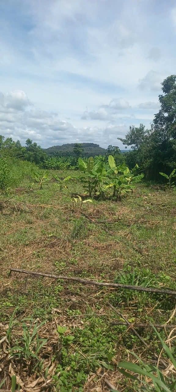 Bán Đất Ngọc Định, Định Quán 360m² - Vườn Trái Cây Tiềm Năng, Giá 400 Triệu