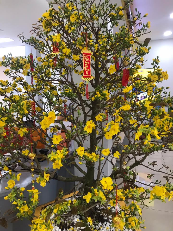 Đất nền An Nhơn 120m² mặt tiền Lê Quý Đôn - Tiềm năng tăng giá vượt trội!