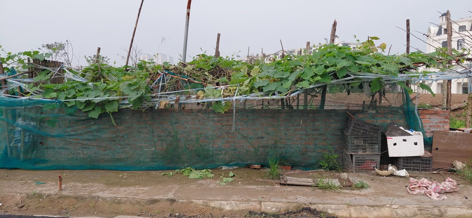 Đất dịch vụ Di Trạch 129m² - Hạ tầng hoàn thiện, tiềm năng vượt trội!