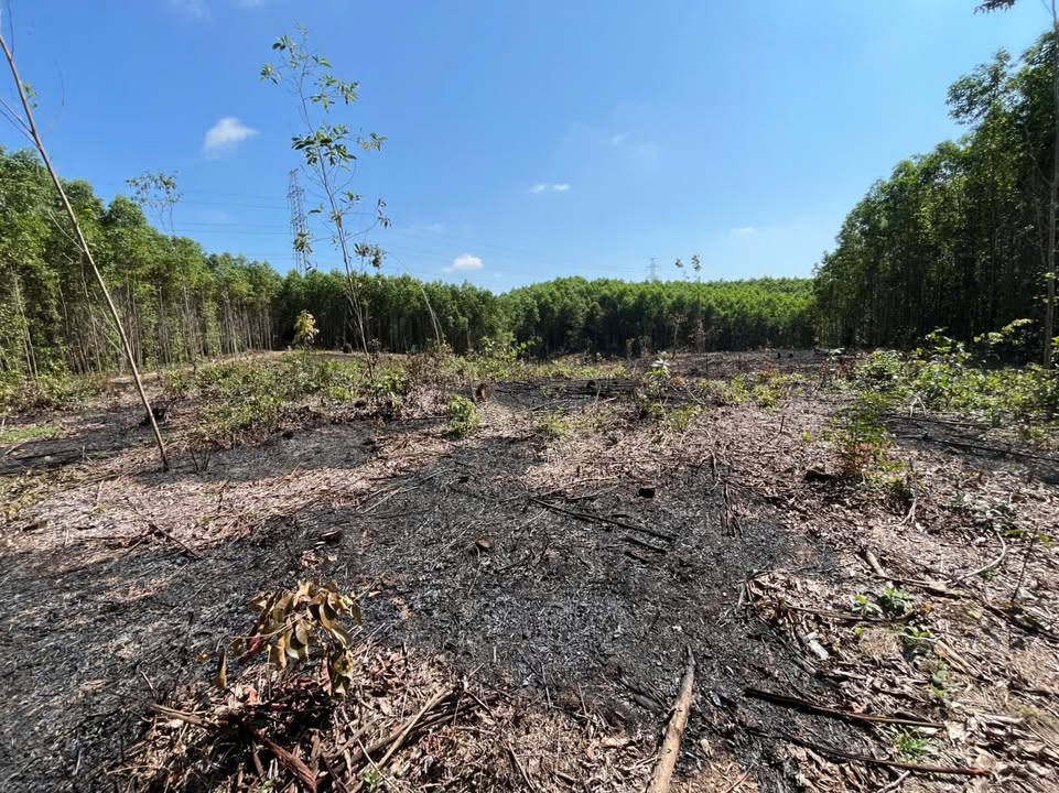 Farm Hòa Nhơn Đà Nẵng 12.000m² 1,56 tỷ - Nghỉ dưỡng lý tưởng