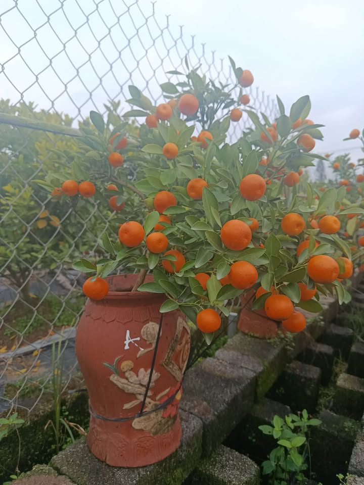 Đất nền Nam Đồng Đầm, Tiền Hải 108m² - Tiềm năng tăng giá vượt trội!