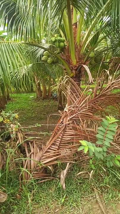 Đất nền Ninh Hòa, Khánh Hòa 105m² - Sổ đỏ chính chủ!