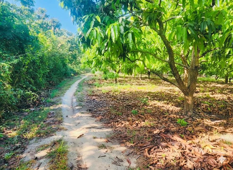 Đất Vườn Cam Lâm 2136m² chỉ 1.2 tỷ - Đầu tư dài hạn!