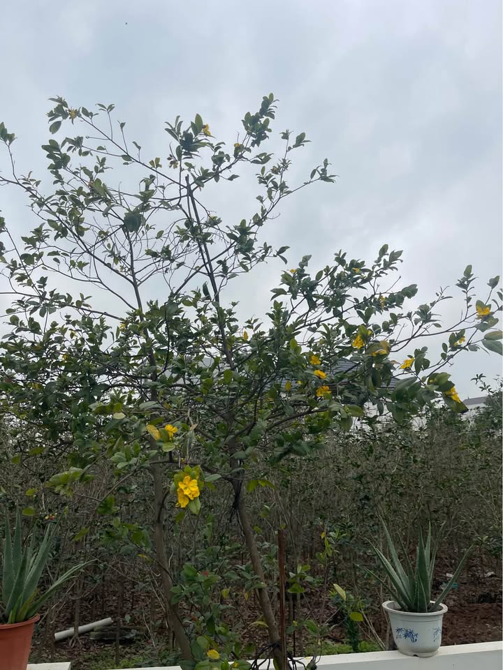 Bán Gấp Đất Nền 398m² Đức Trọng, Lâm Đồng - Sổ Đỏ, Thổ Cư, View Núi R'chai