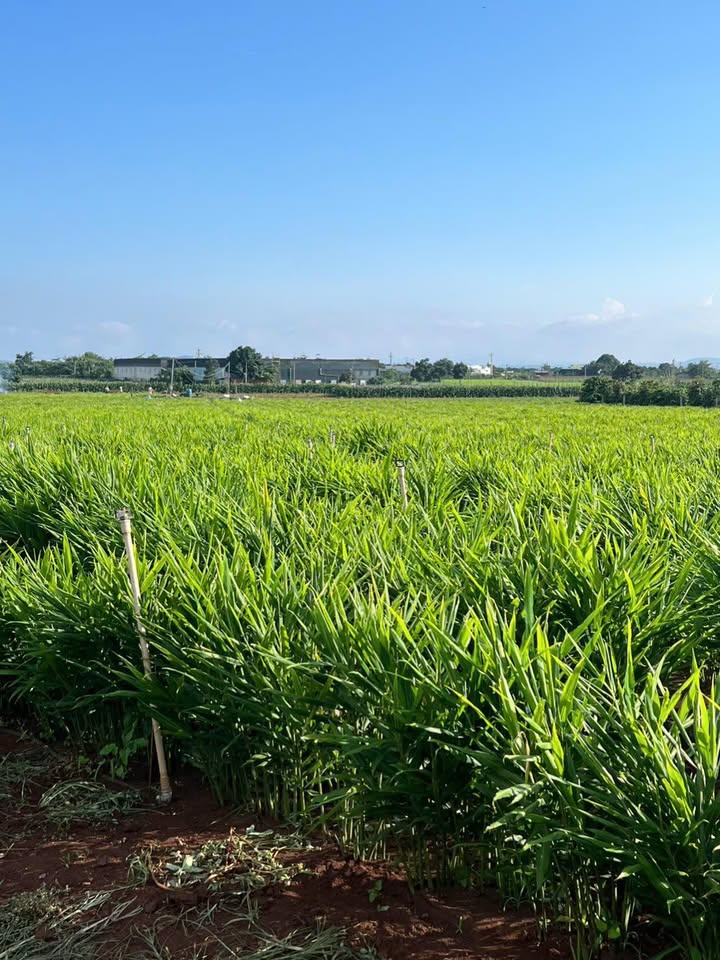 Bán gấp 1.1 hecta đất thổ cư Đức Trọng, Lâm Đồng - Giá 6.5 tỷ