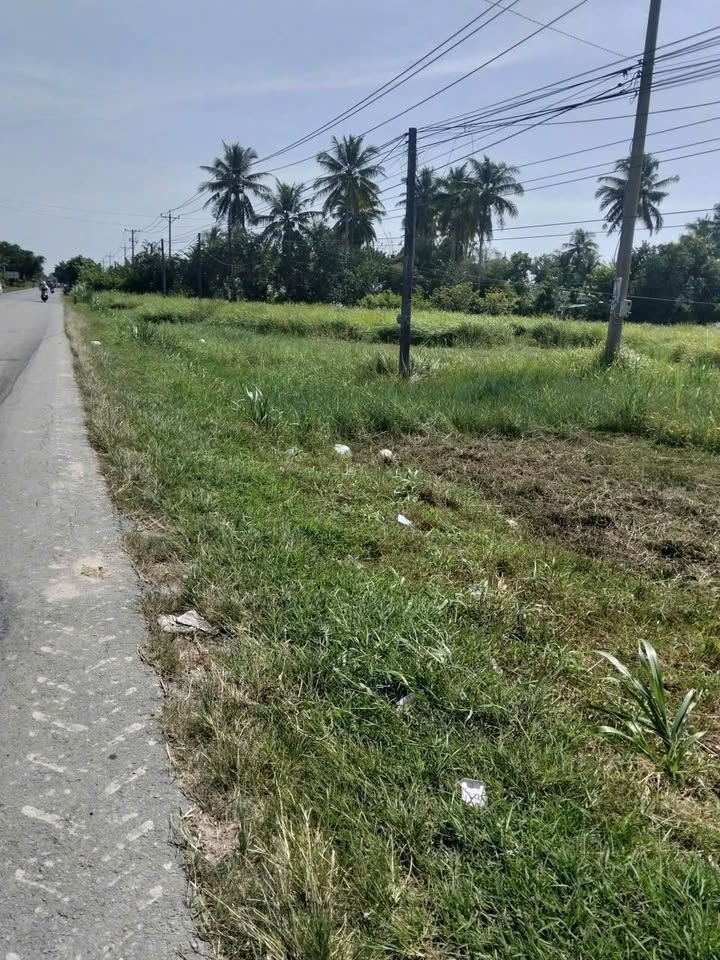 Đất mặt tiền Quốc lộ 53 Trà Cú 5.6 công - Đường to ô tô
