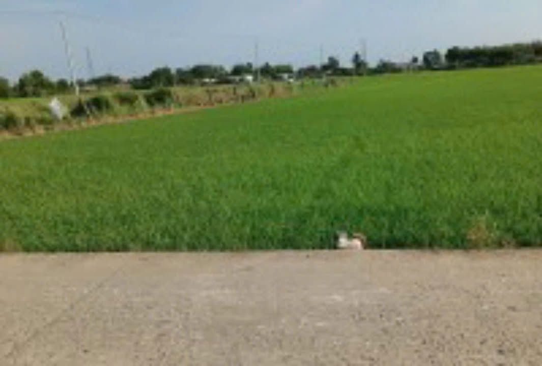 Đất nền Cần Giuộc 200m² - Pháp lý rõ ràng, tiềm năng tăng giá!