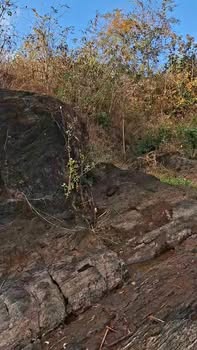 Farm cafe 14.000m² Đắk Lắk - Bám suối, sẵn sàng thu hoạch