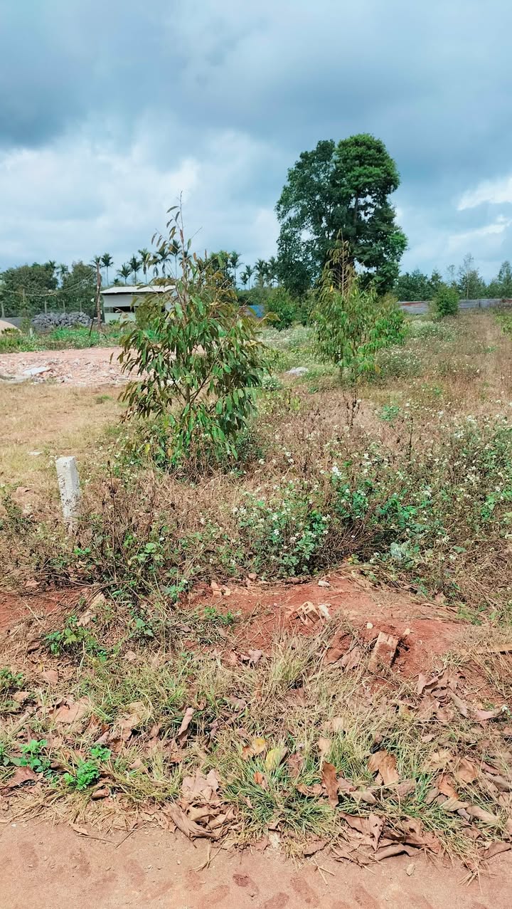 Bán đất Pơng Drang, Đắk Lắk - 325m², 1.45 tỷ, sổ đỏ, ô tô vào tận nơi