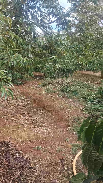 Đất Nền Phường Bình Tân, Buôn Hồ 2880m² - Tiềm năng tăng giá vượt trội!