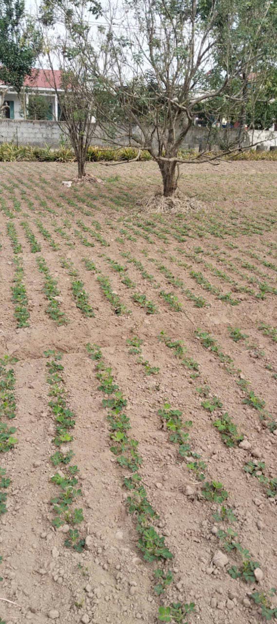 Đất nền Nam Trung Tiền Hải 200m² giá 900 triệu - Sổ đỏ chính chủ