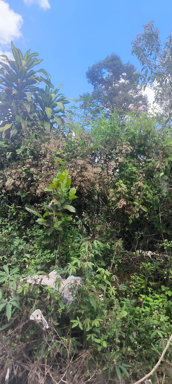 Đất nền Bảo Lộc 500m² - Mặt tiền nhựa lớn, giá 3.3 tỷ