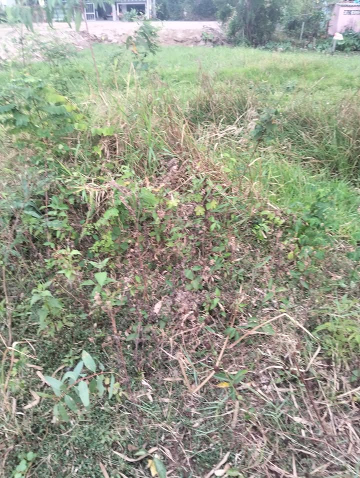 Đất nền Ấp Rọ Say 234m² Trà Vinh - Sổ đỏ chính chủ