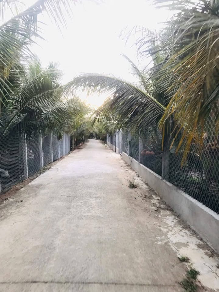 Vườn Dừa Thành Triệu Bến Tre 3500m² - Cơ hội đầu tư dài hạn!