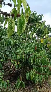 Đất nền Lộc Phú, Bảo Lâm 1.2ha - Sổ đỏ chính chủ, đường ô tô!