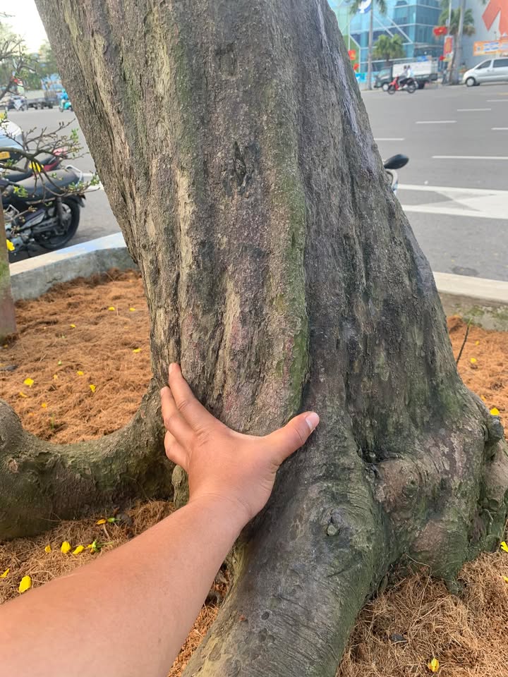 Đất nền Hòa Vang Đà Nẵng 175m² - Tiềm năng tăng giá vượt trội!