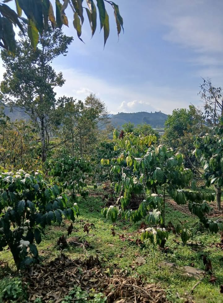 Đất vườn cà phê 1.1ha Thôn 10c, Bảo Lộc - Cơ hội đầu tư dài hạn!