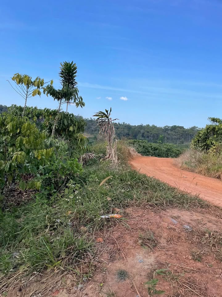 Đất Vườn Lộc Phú, Bảo Lâm 8300m² - View Thiên Nhiên, Sổ Hồng Sẵn!