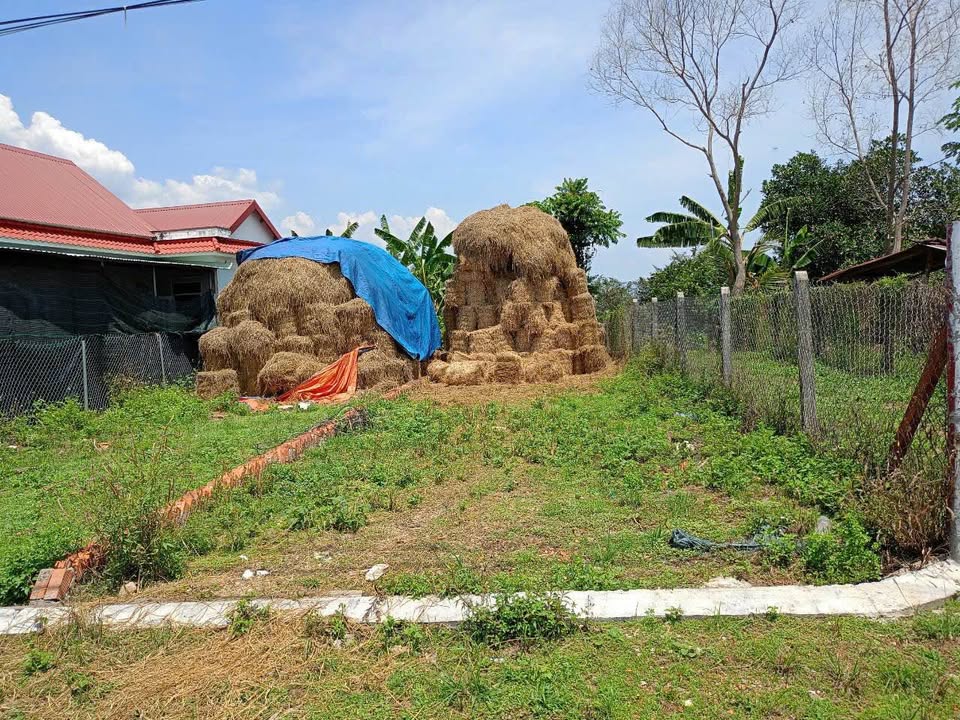 Bán Đất Thổ Cư 105m² Sổ Hồng Riêng, Châu Đức Giá Chỉ 850 Triệu