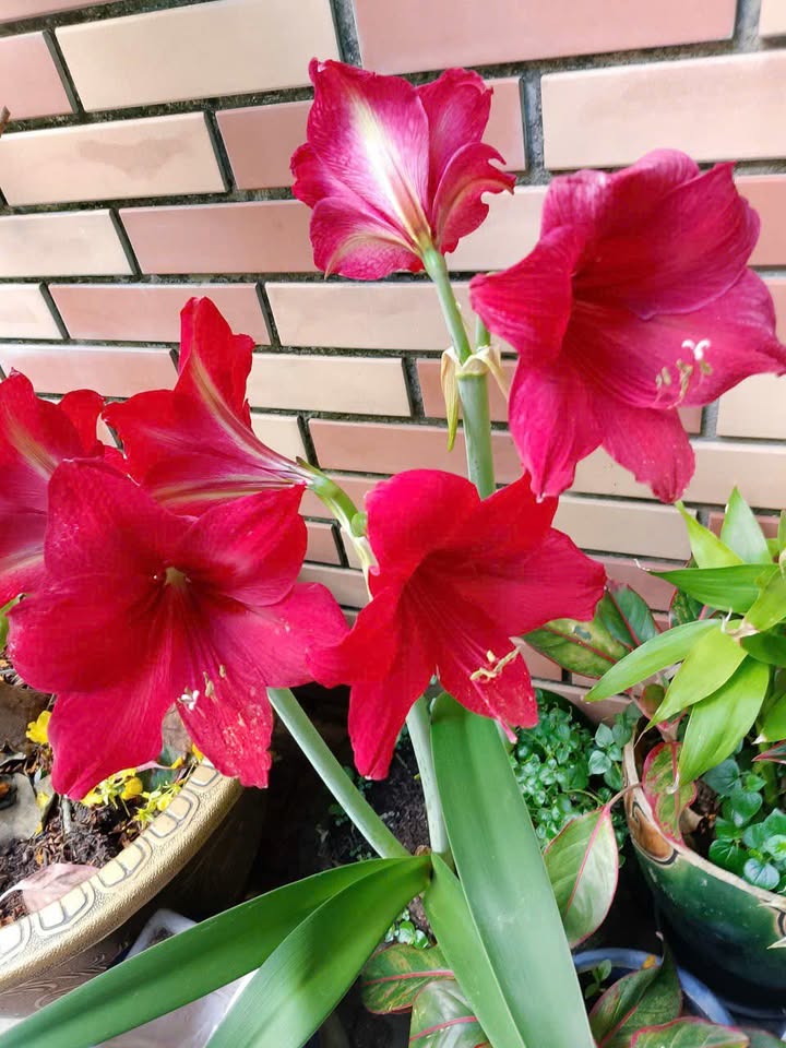 Đất nền Mỹ Phong, Mỹ Tho 69m² giá 300 triệu - Sổ đỏ chính chủ