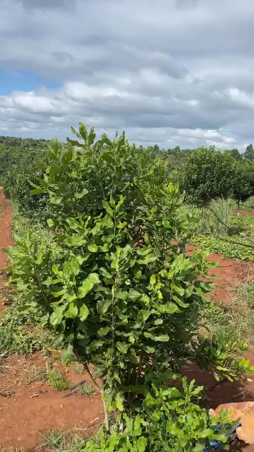 Đất Vườn Ea Nam, Ea H'leo 8ha - Sổ Đỏ Rõ Ràng, Sinh Thái Xanh