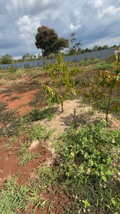 Đất nền Ea Tul Cư M'gar 2.2ha giá 6.6 tỷ - Sổ đỏ chính chủ!