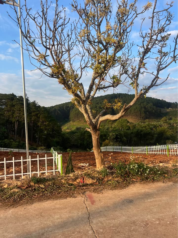 Đất nền Nam Hà, Lâm Hà 217m² - Sổ đỏ chính chủ, 460 triệu!