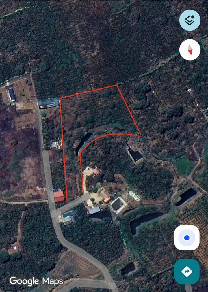 Bán Gấp Vườn Cà Phê 5466m² Tứ Quý Lộc An - Ô Tô Tới Đất